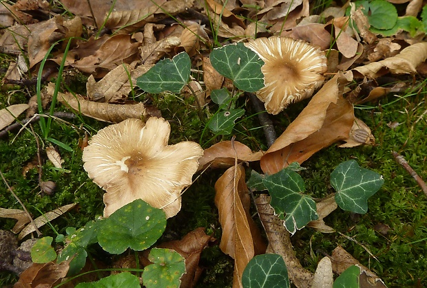 vláknica kužeľovitá Pseudosperma rimosum (Bull.) Matheny & Esteve-Rav.