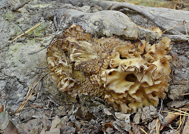 kučierka veľká Sparassis crispa (Wulfen) Fr.