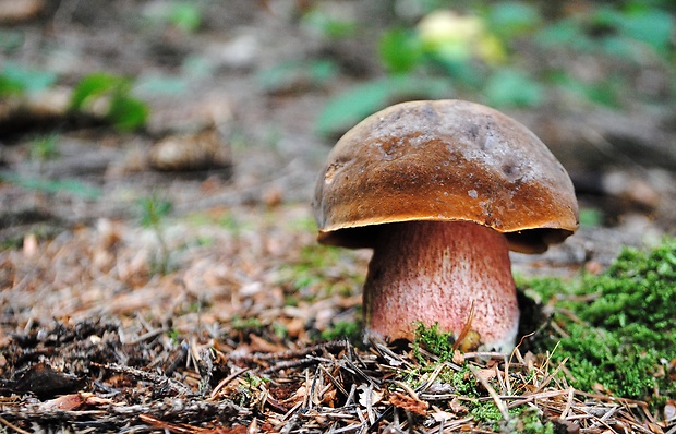 hríb zrnitohlúbikový Sutorius luridiformis (Rostk.) G. Wu & Zhu L. Yang