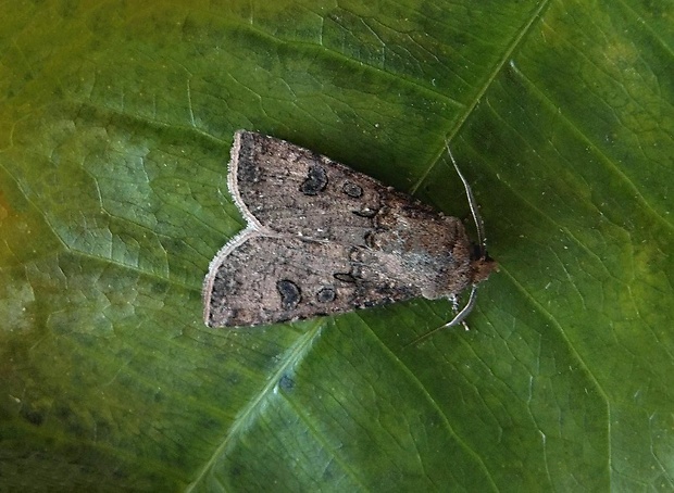 siatica oziminová   /   osenice polní ♂ Agrotis segetum Denis & Schiffermüller, 1775