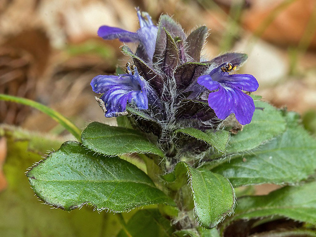 zbehovec plazivý Ajuga cf. reptans L.