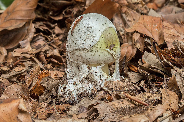 muchotrávka zelená Amanita phalloides (Vaill. ex Fr.) Link