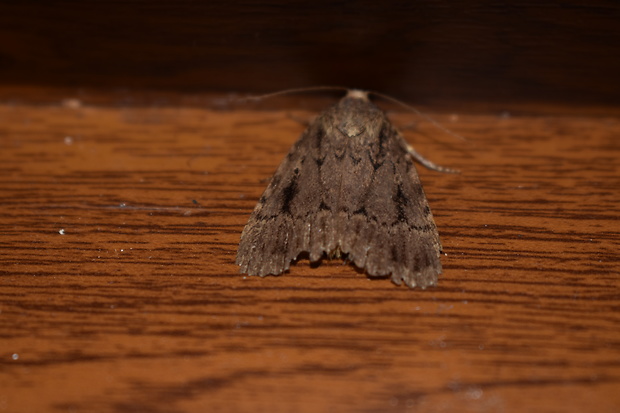 blyšťavka orechová Amphipyra pyramidea