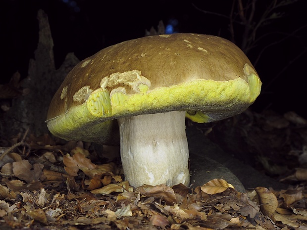 hríb smrekový Boletus edulis Bull.