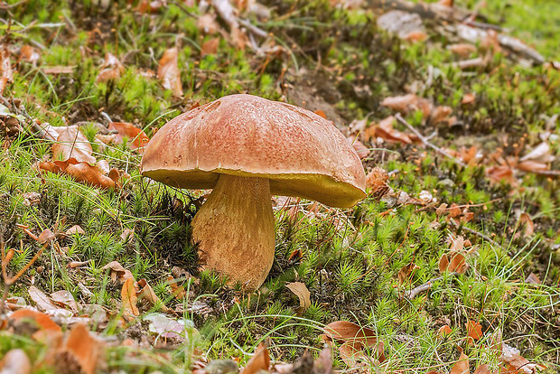 hríb sosnový Boletus pinophilus Pil. et Dermek in Pil.