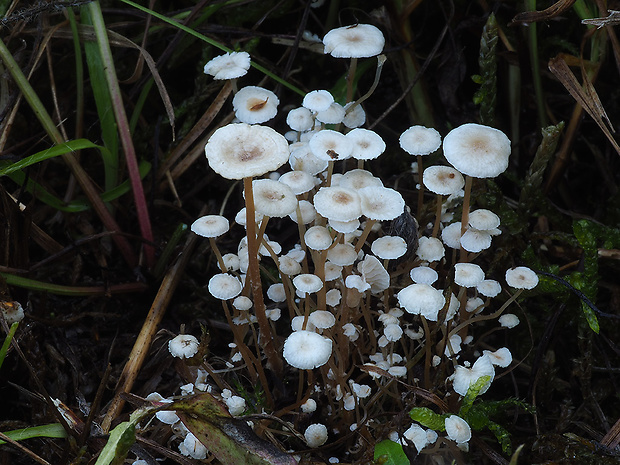 peniazovka štetinkatá Collybia cirrhata (Schumach.) Quél.