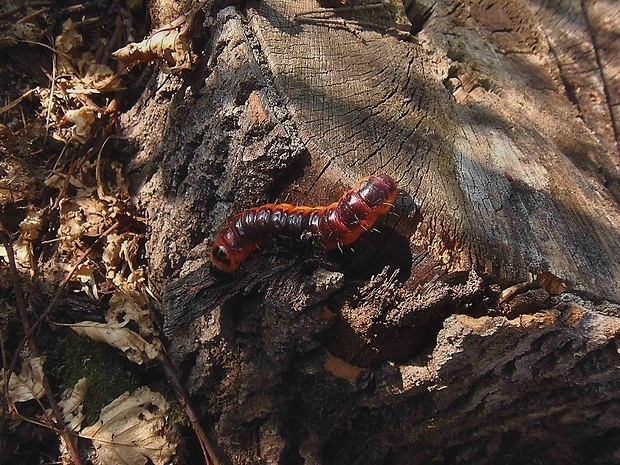 drevotoč obyčajný   /   drvopleň obecný, housenka Cossus cossus Linnaeus, 1758