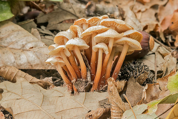 peniazovka červenohlúbiková Gymnopus cf. erythropus (Pers.) Antonín, Halling & Noordel.