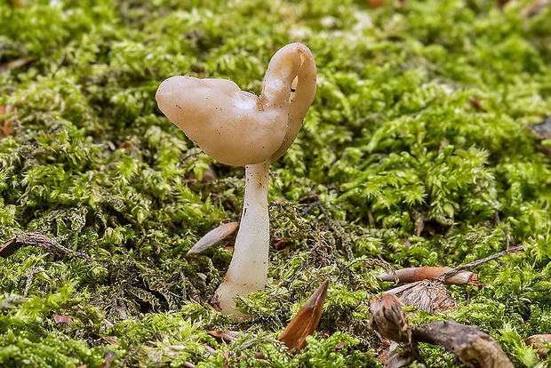 chriapač pružný Helvella elastica Bull.