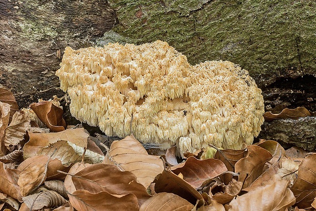 koralovec bukový Hericium coralloides (Scop.) Pers.