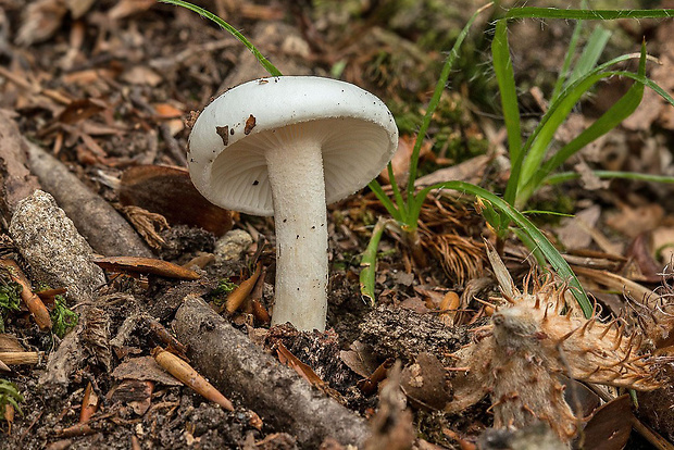 šťavnačka slonovinová Hygrophorus eburneus (Bull.) Fr.