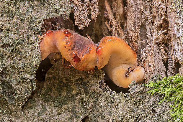 smolokôrovka buková Ischnoderma resinosum (Schrad.) P. Karst.