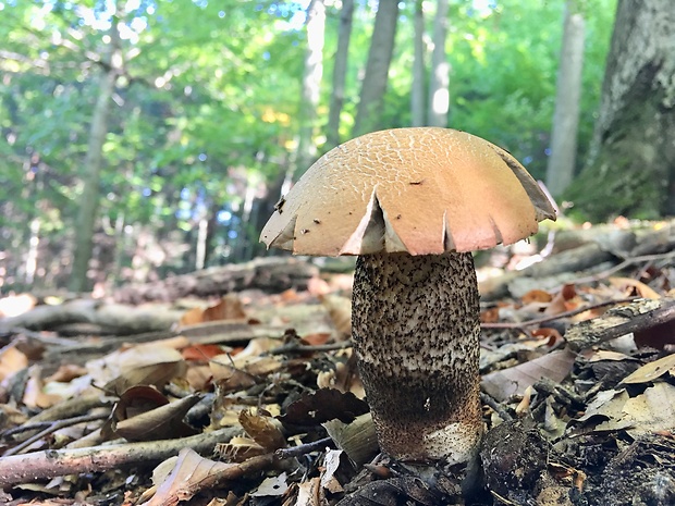 kozák dubový Leccinum aurantiacum (Bull.) Gray