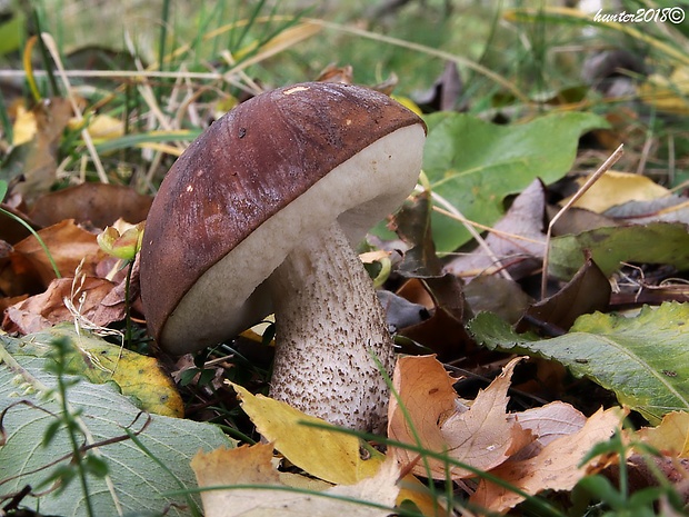 kozák brezový Leccinum scabrum (Bull.) Gray