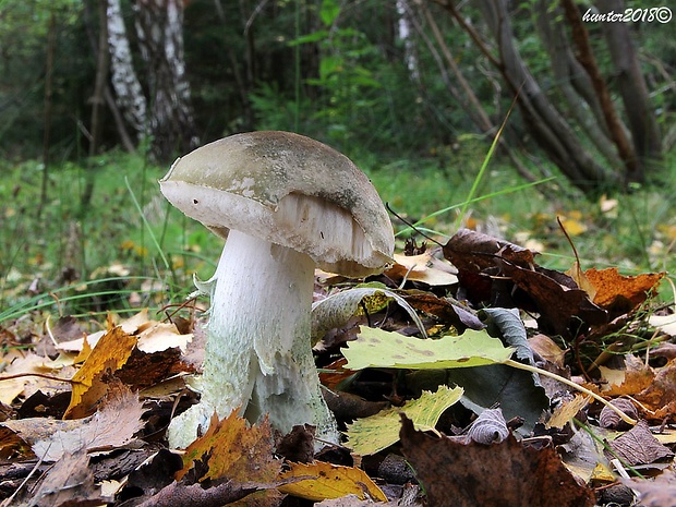 kozák rozličnofarebný Leccinum variicolor Watling