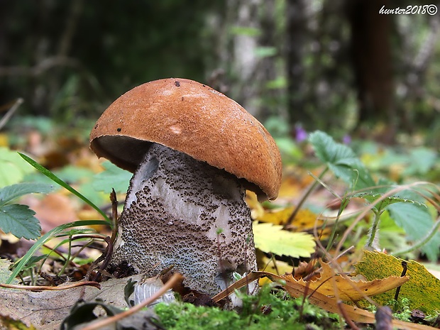 kozák žltooranžový Leccinum versipelle (Fr. & Hök) Snell