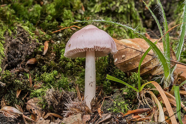 prilbička ružovkastá Mycena rosea Gramberg