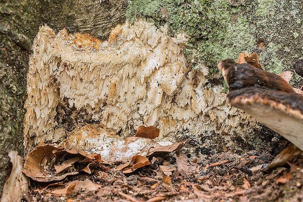 ostropórovec nížinný Oxyporus latemarginatus (Durieu & Mont.) Donk