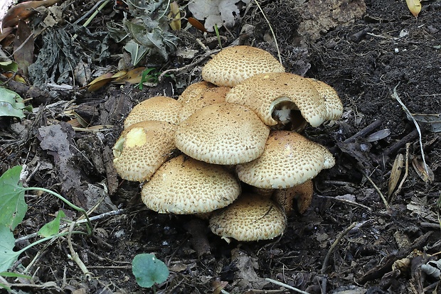 šupinovka šupinatá Pholiota squarrosa (Vahl) P. Kumm.