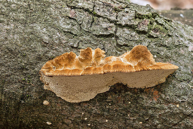 trúdnikovec srstnatý Trametes trogii Berk.