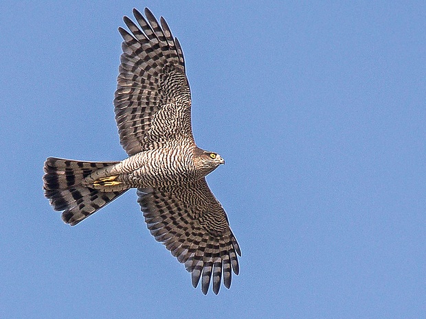 jastrab krahulec  Accipiter nisus