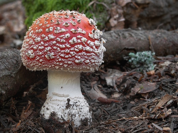 muchotrávka červená Amanita muscaria (L.) Lam.