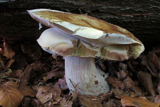 hríb smrekový Boletus edulis Bull.