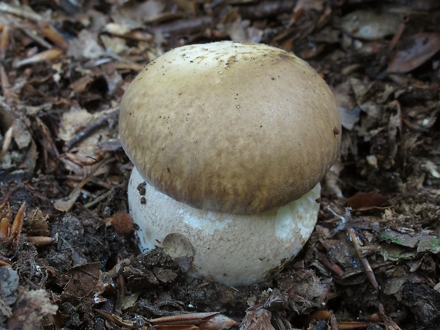 hríb dubový Boletus reticulatus Schaeff.