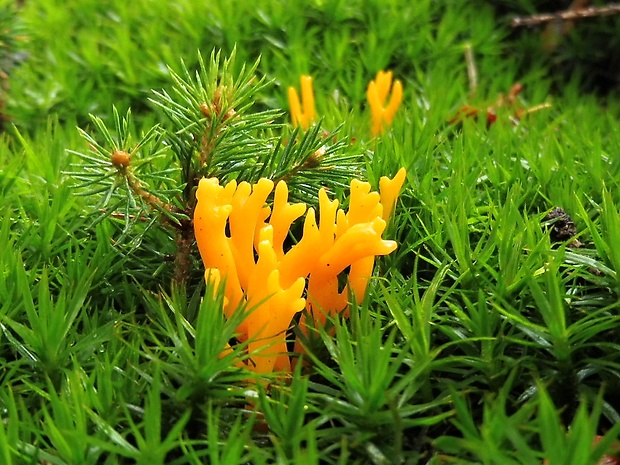 parôžkovec lepkavý Calocera viscosa (Pers.) Fr.