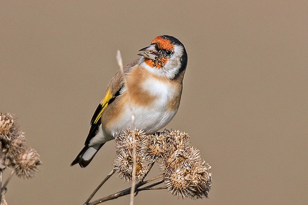 stehlík pestrý  Carduelis carduelis