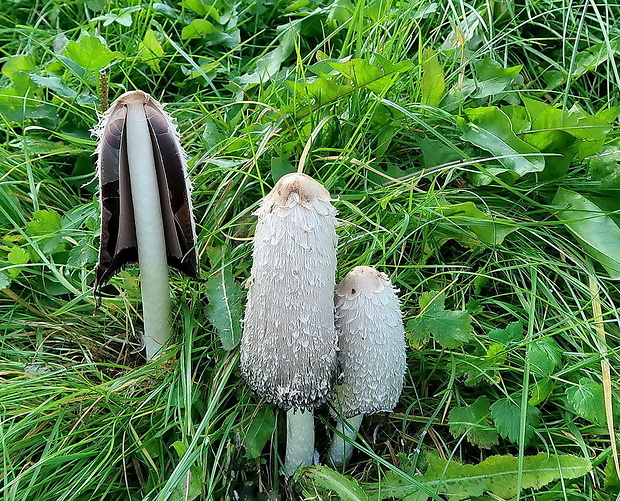 hnojník obyčajný Coprinus comatus (O.F. Müll.) Pers.