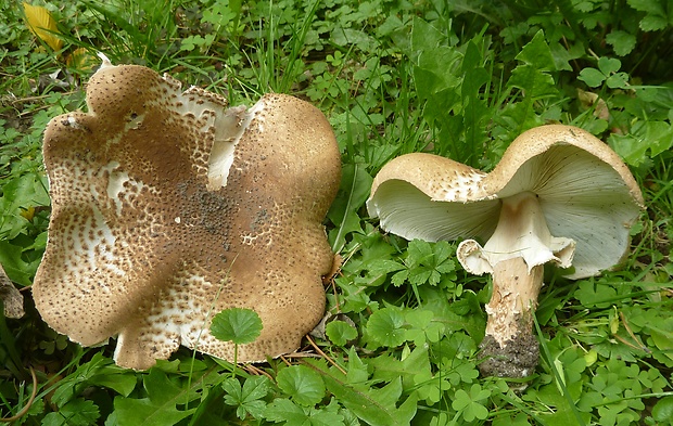 bedlička ostrošupinatá Echinoderma asperum (Pers.) Bon