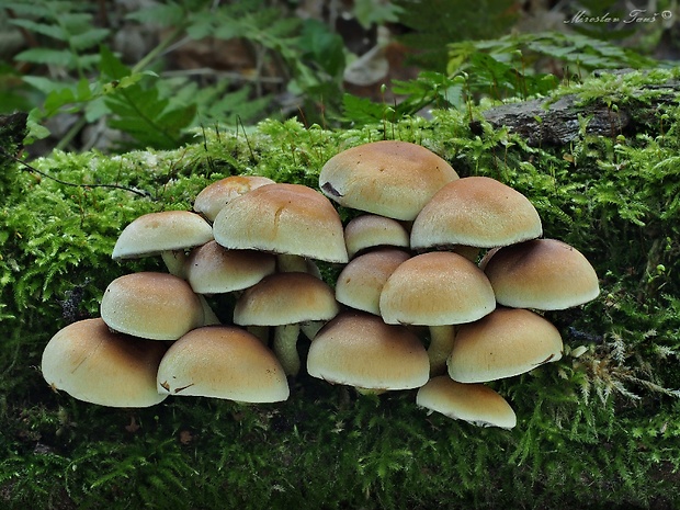 strapcovka zväzkovitá Hypholoma fasciculare (Huds.) P. Kumm.