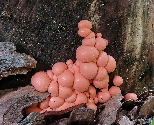 vlčinka Lycogala sp.