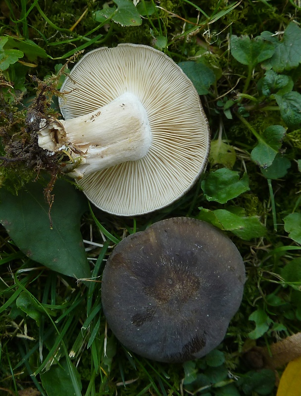 strmulec nakopený Lyophyllum decastes (Fr.) Singer