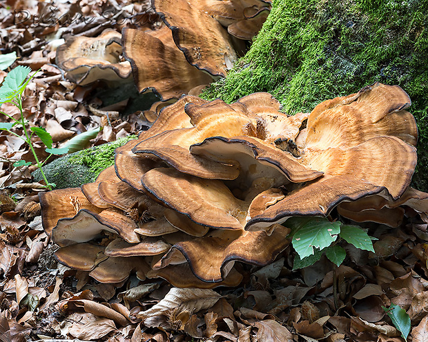 vejárovec obrovský Meripilus giganteus (Pers.) P. Karst.