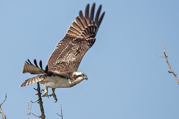 kršiak rybožravý  Pandion haliaetus