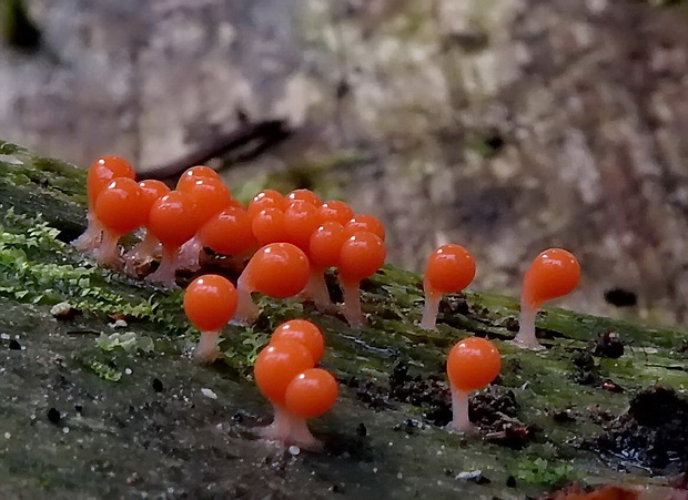 vlasnačka Trichia sp.