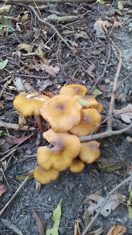 podpňovka Armillaria sp.