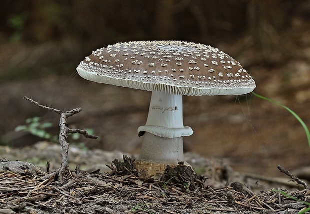 muchotrávka hrubá Amanita excelsa (Fr.) Bertill.