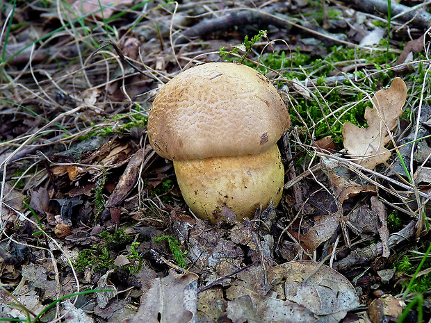 suchohríb moravský Aureoboletus moravicus (Václ. Vacek) Klofac