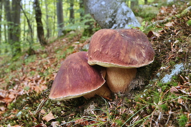 hríb sosnový Boletus pinophilus Pil. et Dermek in Pil.