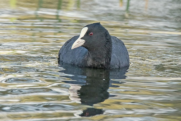 lyska čierna  Fulica atra