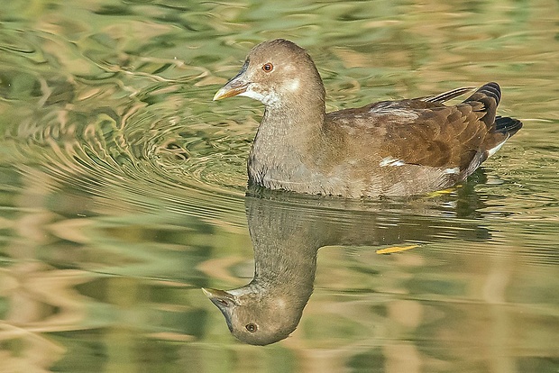 sliepočka vodná  Gallinula chloropus