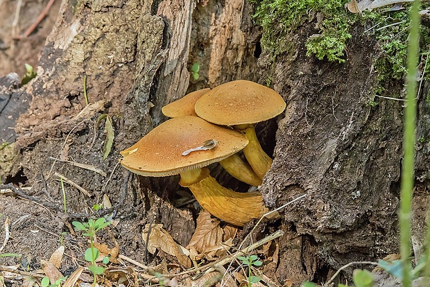 šupinovec nádherný Gymnopilus junonius (Fr.) P.D. Orton