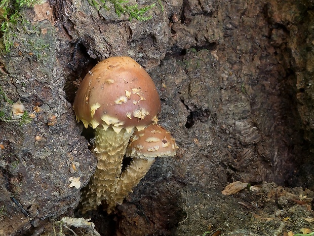 golierovka vrúbkovaná Hemistropharia albocrenulata  (Peck) Jacobsson & E. Larss.