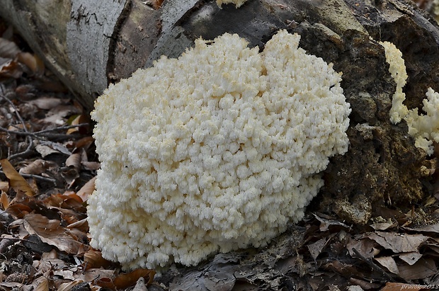 koralovec bukový Hericium coralloides (Scop.) Pers.