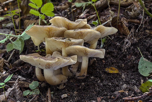 strmulec Lyophyllum sp.