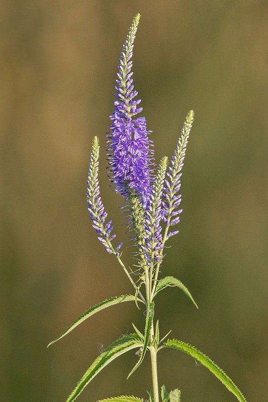 veronikovec dlholistý Pseudolysimachion longifolium (L.) Opiz