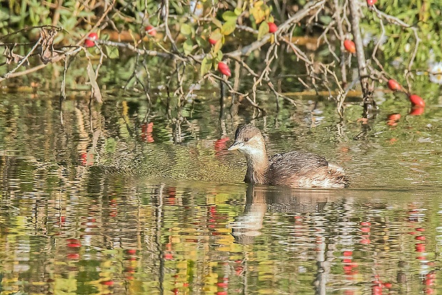 potápka malá  Tachybaptus ruficollis